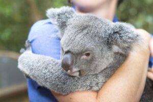 Kebun binatang di australia akan melarang turis memeluk koala mengapa